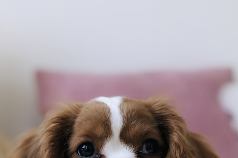 A golden retriever resting near a window in a peaceful home environment