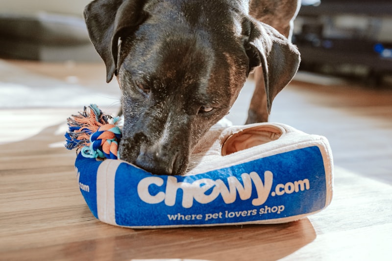 A carefully prepared, fresh pet meal on a clean surface