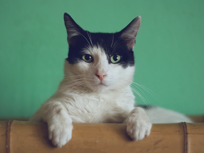 A tabby cat in warm light