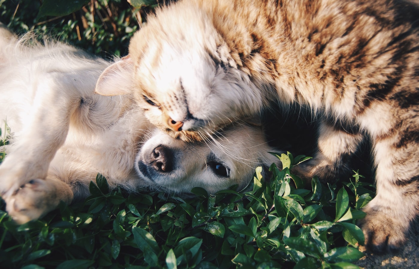 A person and their dog sharing a calm, unhurried afternoon outdoors